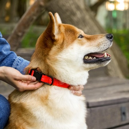 Collar One Line, fastener - fastx, 2 cm 25-40 cm-2