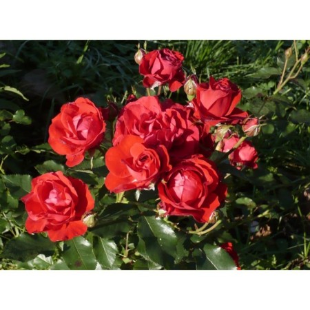 Rose Floribunda Nina Weibul, C3.5 pot, H25-45 height, 1 pc, summer 2024