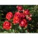 Rose Floribunda Nina Weibul, C3.5 pot, H25-45 height, 1 pc, summer 2024