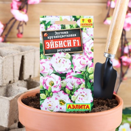 Eustoma Seibsi "Aibisi" F1 Rose Rome Large -flowered terry, 5 pcs.