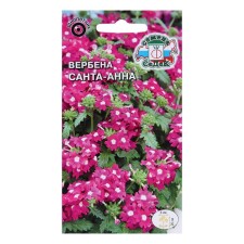 Verbena Flowers 