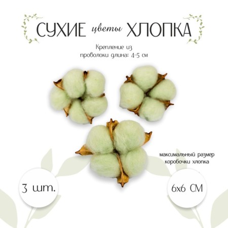 Dry flowers of cotton, set 3 pcs., Size 1 pc. 6 × 6 cm, green color