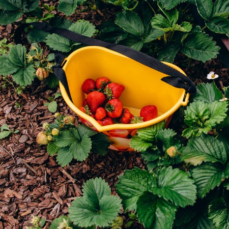Container for collecting berries, 3 l, "apples", yellow-13