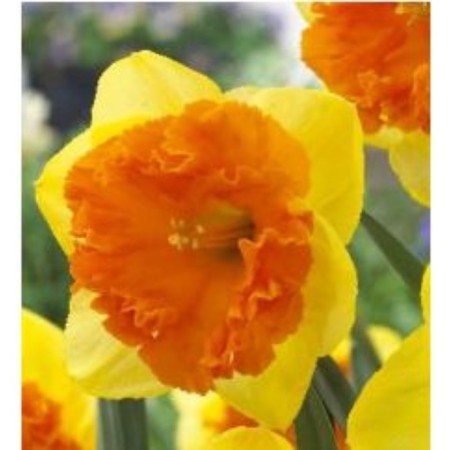 Narcissus Large-crop corsage, 12/14 rr, 3 pcs, 35 h (cm), autumn 2024