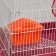 The cage for the rodents "Pigzon" No. 3, with the 2nd floors, equipped, 33 x 24 x 28 cm, ruby