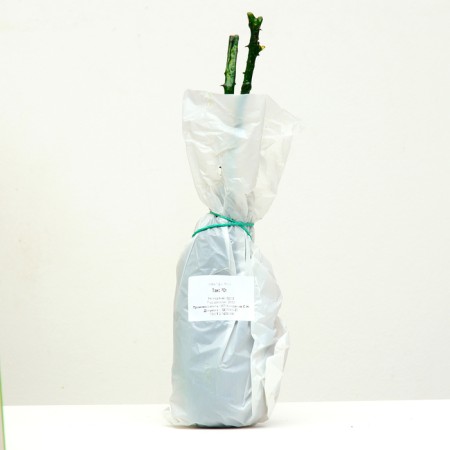 Seedling rose tea-hybrid thais, 1 pc, spring 2024-3