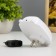 Nightlight "ears" LED 1W white 7x5x8 cm Risalux
