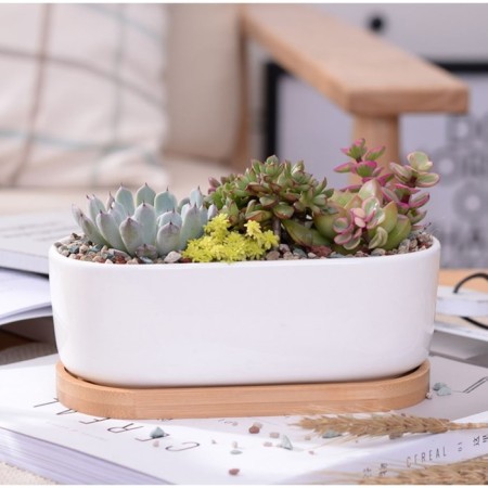 Pot "Eco Bonsai" oval, 17x9x6cm, white-3