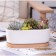 Pot "Eco Bonsai" oval, 17x9x6cm, white