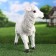 Garden figure "lamb" 30x12x31cm