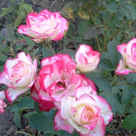 Seedling rose "Haylander", tube, spring 2025