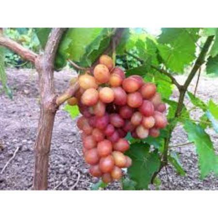 Grandis Grape Sanger Grape, 1 pc, Spring 2024