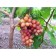 Grandis Grape Sanger Grape, 1 pc, Spring 2024