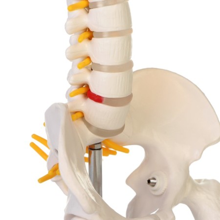 Lumbar spine "Lumbar spine, hip joint" 23*12*12cm-4