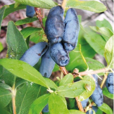 Honeysuckle edible Chelyabinka, C2 pot, 1 pc, summer 2024