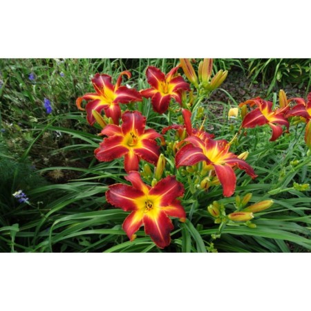 Lilenik hybrid emiyilili Red Ribz, C2 pot, H10-50 height, 1 pc, summer 2024