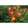 Lilenik hybrid emiyilili Red Ribz, C2 pot, H10-50 height, 1 pc, summer 2024