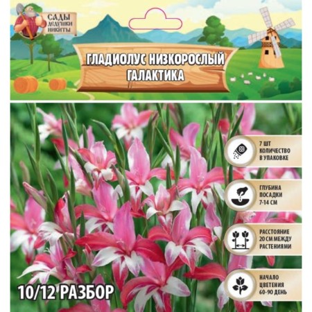 Gladiolus Street Galaxy, Rr 10+, 7 pcs, Spring 2024