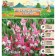 Gladiolus Street Galaxy, Rr 10+, 7 pcs, Spring 2024
