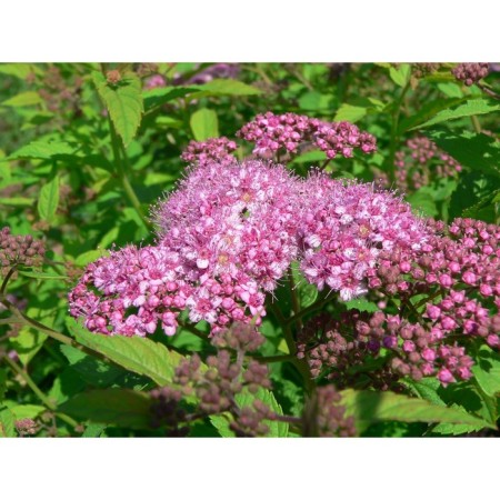 Saggeon Spirea San Sushi Nabion, pot P9, Summer 2024
