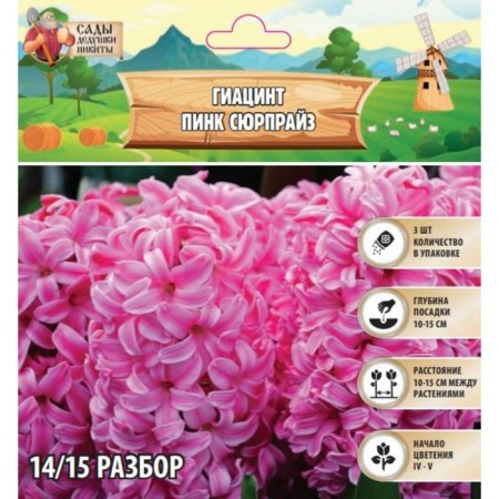 Hyacinth Pink Surpraise, rr 14/15, 3pcs, autumn 2024