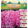 Hyacinth Pink Surpraise, rr 14/15, 3pcs, autumn 2024
