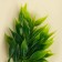 A branch of greens, size 1 pc. - 8 × 5 × 5 cm, set 3 pcs.