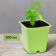 Pot for seedlings, 500 ml, d = 9 cm, h = 9.5 cm, light green