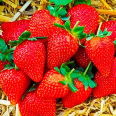 Strawberry Frigo Polka seedlings (Polka) a+ (15-20 mm), 5 pcs