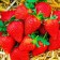 Strawberry Frigo Polka seedlings (Polka) a+ (15-20 mm), 5 pcs