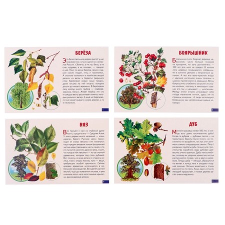 Training cards. Trees 210109-3