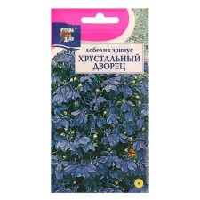 Lobelia flowers 