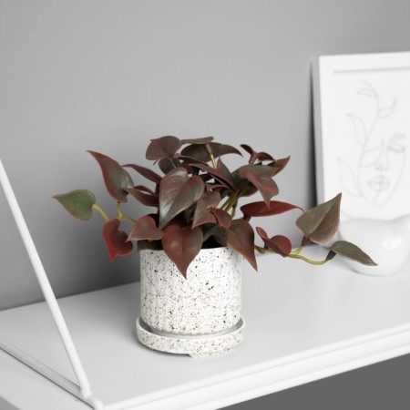 Bonsai in the pot "Filodendron ultra premium" (soft sheet) 15x7 cm, mix