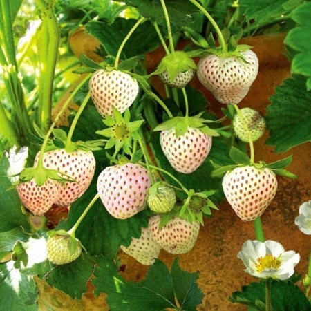 Strawberries Garden Pineberry, P9 Pot, 1 pc, summer 2024