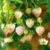 Strawberries Garden Pineberry, P9 Pot, 1 pc, summer 2024
