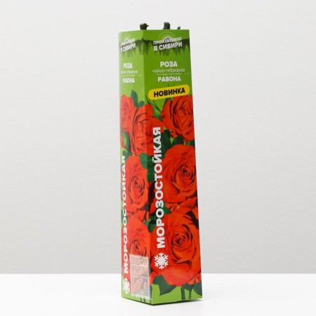 Sahenian Rosa Worker Spring 2024, 1 pc.