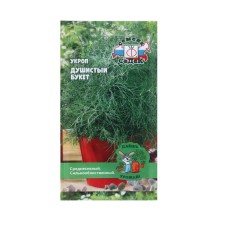 Seeds of dill 