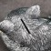 Piggy bank "Kitten Angel" 21x12cm, silver with gilding