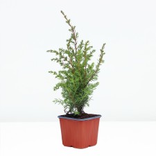 Juniper ordinary 
