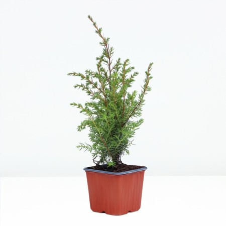 Juniper ordinary "Hiberman", P9, 1pc, h 3-20 cm, spring 2024