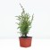 Juniper ordinary "Hiberman", P9, 1pc, h 3-20 cm, spring 2024