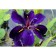 Iris Luisian Black Gamcock, Rr. I, 1 pc, spring 2025