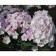 Flox blizzard winter morning, pot C2, 1 pc, summer 2024