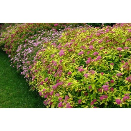 Spirea Japanese Goldflame, C2 Got, H10-50 Height, 1 pc, Summer 2024