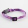 A collar for dogs and cats with Fasteks "Fish", 30x1 cm