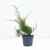 Juniper Middle "Old Gold", P9, 1pc, h 3-20 cm, spring 2024
