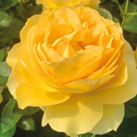 Sahenian Rosa Shrab "Semiramida", 1 pc, spring 2024