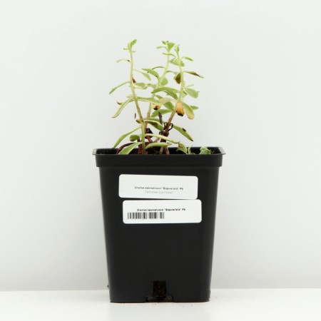 Cleaning Kamchatka "Variegata", P9 pot (readiness June), 1 pc, spring 2024-2