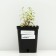 Cleaning Kamchatka "Variegata", P9 pot (readiness June), 1 pc, spring 2024