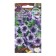 Flowers of Petunia "Nora",